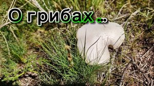 О грибах, тюльпанах и людях | 20 апреля 2025