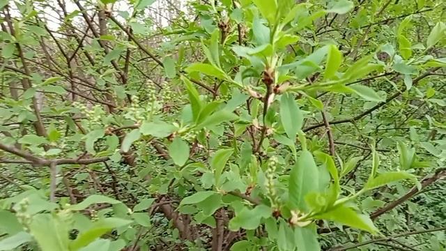 Апрельский вечер