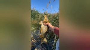 ловля сазана на поплавок