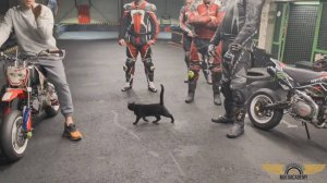 С грацией кошки, или Быстро и плавно