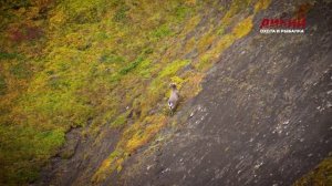 Охота на Камчатке на чукотского и корякского снежных баранов