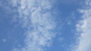 Голубей пискуны в на небо