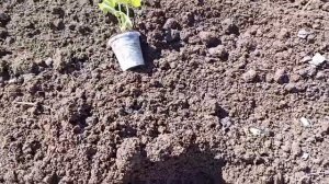 Высаживаю саженцы клубники Джоли