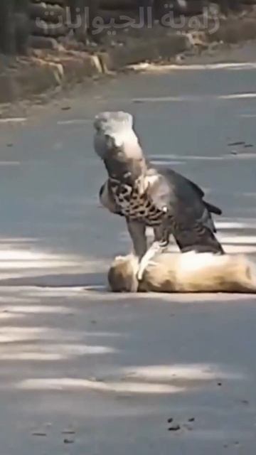 نسر الهاربي - صياد القرود смотреть онлайн