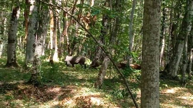 Кабаны в ШАПСУГЕ.
