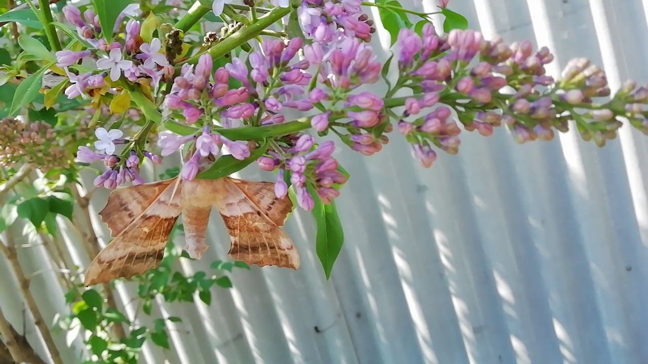 Сирень и тюльпаны зацветают! смотреть онлайн
