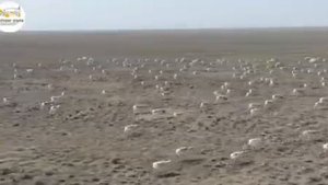 Мониторинговые съемки сайгаков в Калмыкии