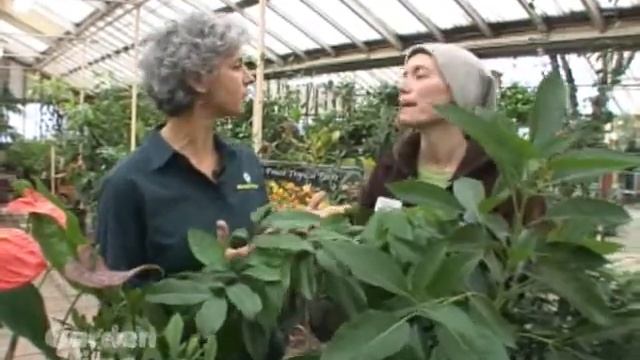 Indoor Tropicals смотреть онлайн