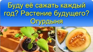 Буду ее сажать каждый год Огурдыня Рассада Королева