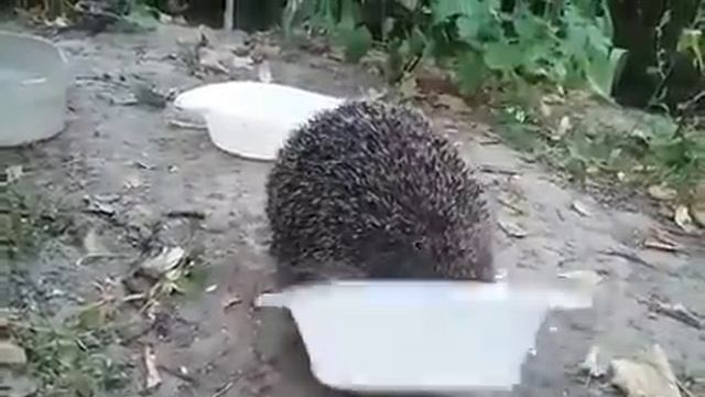 ежик в тумане смотреть онлайн