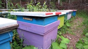 ВЫВОЗИМ ПЧЕЛОСЕМЬИ С КОЧЕВОГО ТОЧКА на стационар, по окончании медосбора🔥🔥🔥