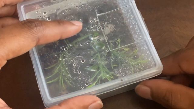 Omothymus Violaceopes!! ( Singapore Blue Tarantula)!!! My first tarantula!! смотреть онлайн