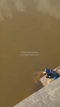 Сом Солдатова на спиннинг река Амур