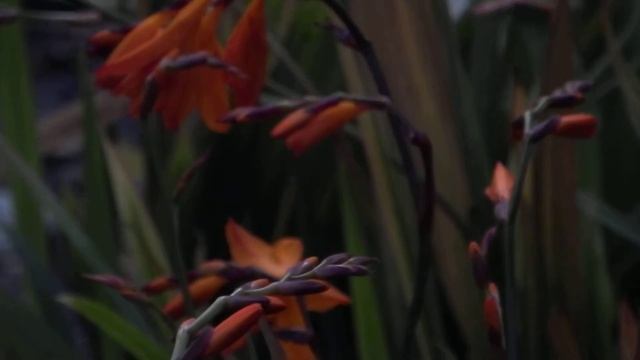 crocosmia emily mackenzie смотреть онлайн