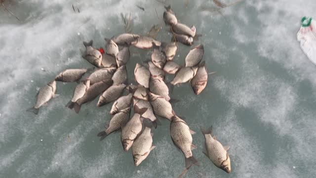 Крупный карась весной ан Чанах. Ловля на удочку смотреть онлайн