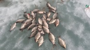 Крупный карась весной ан Чанах. Ловля на удочку