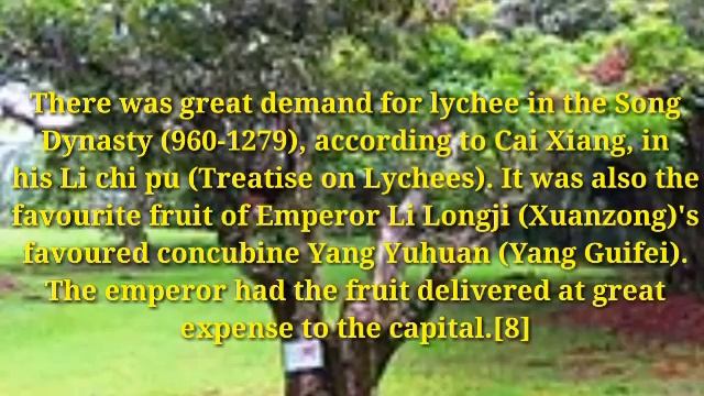 Tree description Lychee смотреть онлайн