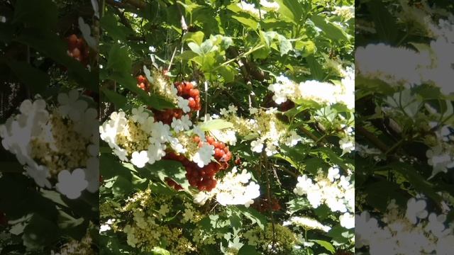 Символ України смотреть онлайн