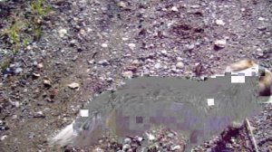 Кузя и Барсик.