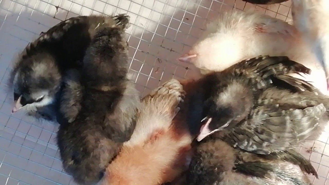 Обзор моего птичника. смотреть онлайн