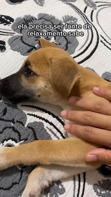 Acabe com as mordidas indesejáveis do seu FILHOTE short shorts cachorro filhotesdecachorro