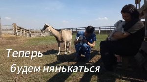 Серия длинною в жизнь//в нашем хозяйстве прибыло//её хотели продать на убой//