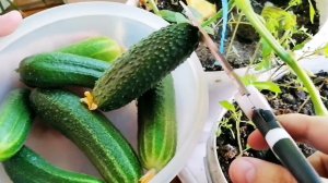 Огурцы пршли.. сняли вторую партию урожая на балконе