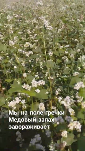 мы на поле гречки, медовый запах завораживает смотреть онлайн