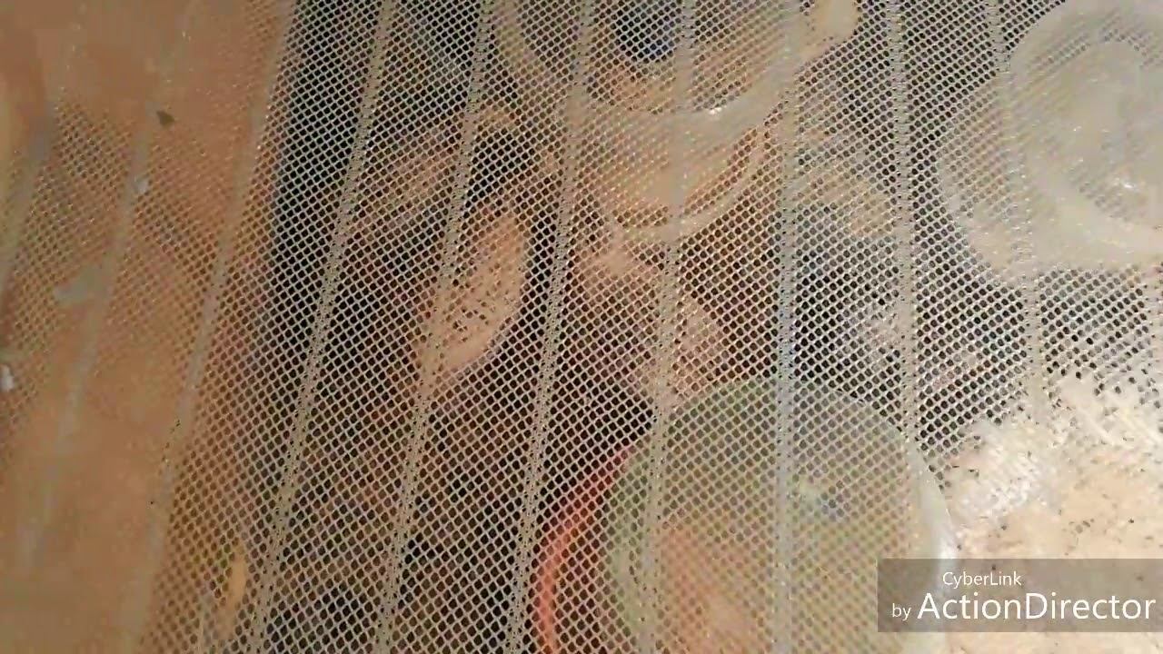 Перепелята, Горицвет и Бусинка ) смотреть онлайн