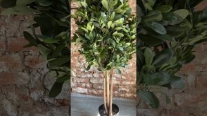 Edenplant.ru - Искусственное дерево Питтоспорум 120см