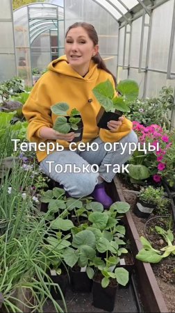 Теперь сею огурцы только так