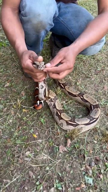 Soltando culebra смотреть онлайн