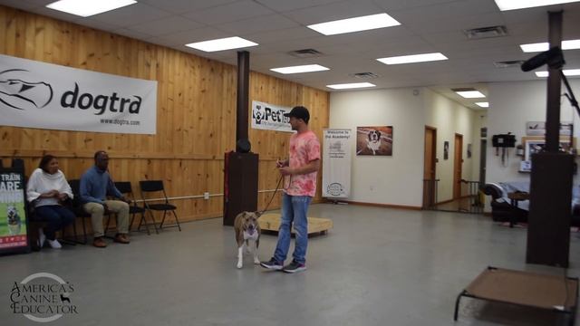 STOP Dog anxiety - an In depth look at how to STOP dog anxiety! - with America's Canine Educator смотреть онлайн