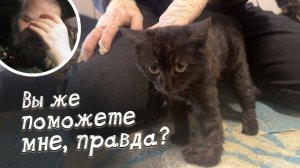 Ждали кошек 5 часов из-за задержки рейса?! Тройное пополнение в хвостатом счастье!