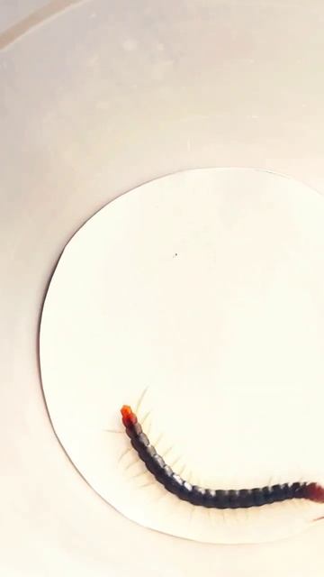 An Adult Centipede | #shorts смотреть онлайн