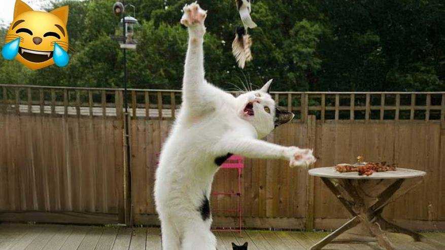 Приколы с котами! Самая смешная ОЗВУЧКА ЖИВОТНЫХ! ЗАСМЕЯЛСЯ ПОДПИСАЛСЯ!