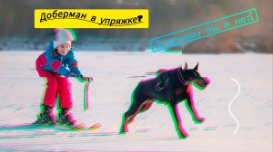 Доберман в упряжке. Это очень весело.