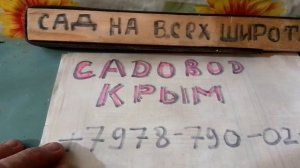 ДЛЯ ДАЧНИКОВ САЖЕНЦЫ ЛЮБЫЕ ИЗ КРЫМА ДОСТАВКА СДЕК или ПОЧТОЙ  Скидка 10%   кто скажет мой канал