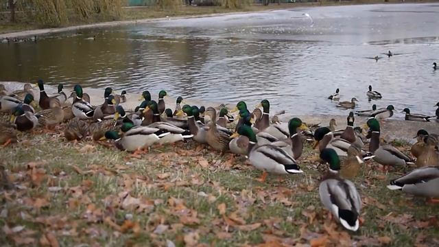 Утки смотреть онлайн