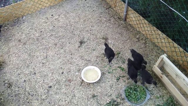 УХЕЙИЛЮЙ МОЛОДНЯК 1,5 месяца. 11 мая 2019год. смотреть онлайн