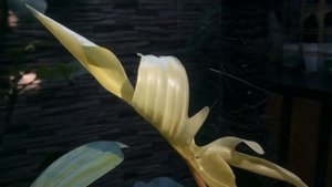 Philodendron Florida Ghost Mint || Review || Cinematic ||