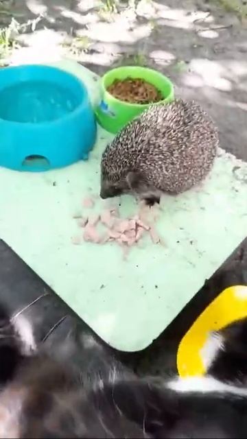 Ёжик отжимает колбасу у кошариков)))Hedgehogs смотреть онлайн