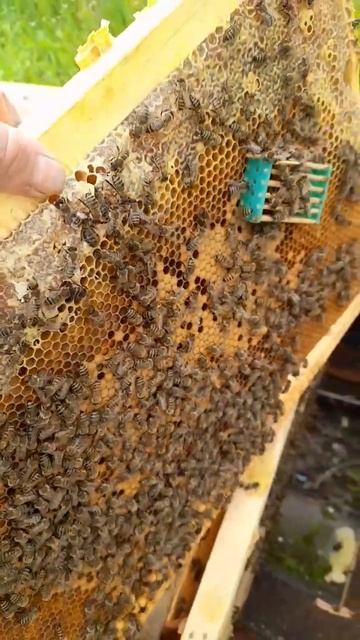 ❗️Первые отводки на зимовалых матках 13.04.2024 #пасека #bee #пчеловодство #пчелы смотреть онлайн