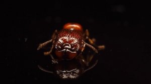 ▶Acanthomyrmex glabfemoralis影視級螞蟻▶光影拍攝！光腿刺切葉蟻ANT cinematic