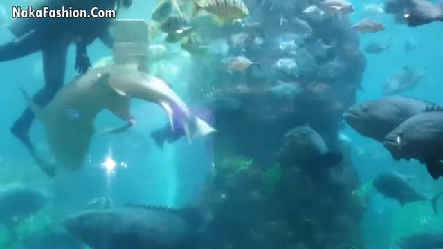 Con cá đuối đáng yêu cute tinh nghịch nhất hành tinh