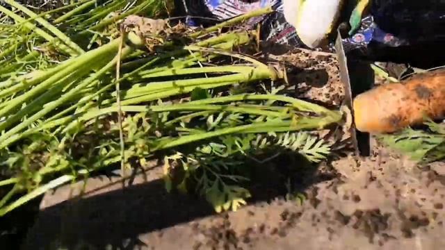 Уборка моркови 2019. смотреть онлайн