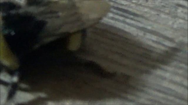 Bombus Arısı Sokarsa #BöcekReis (Bombus Bee) смотреть онлайн