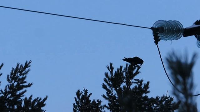 №3055 06. 02. 2023 Голос и полет ворона смотреть онлайн