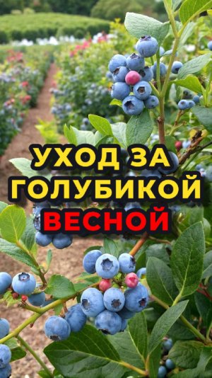 🤔🫐Что сделать весной с голубикой, чтобы она была вкусной и дала огромный урожай?🫐