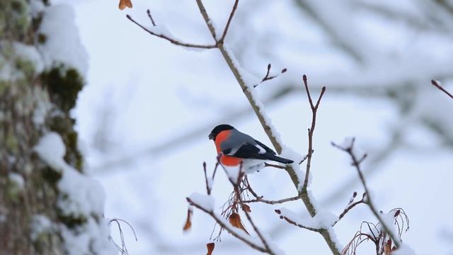 Leevikesed maiustavad vahtra tiibviljadega | Снегири лакомятся кленовыми крылатками смотреть онлайн